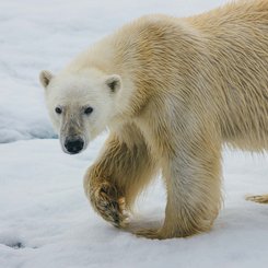High_Arctic_Polar_Bear_©_David_Merron_Quark_Expeditions