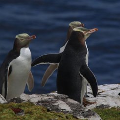 Yellow_Eyed_Penguins_Sub_Antarctic_Islands_©_K_Ovsyanikov_Heritage_Expeditions