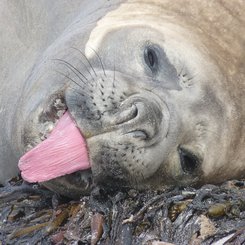 Suedlicher_See_Elefant_Sea_Lion_Falkland_©_Juergen_Stock_Auf_Kurs_Inselreisen