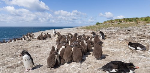Rockhopper_Falkland_Inseln_2017_©_Martin_Zwick_Naturfoto