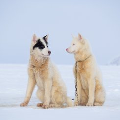 Schlittenhunde im Winter im Nordwesten von Groenland auf dem Meereis vor Uummannaq, dort sind Hunde noch Zugtiere fuer die Fischer des Ortes. Groenland_©_Martin_Zwick_Naturfoto