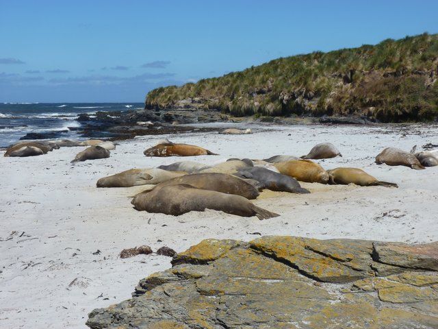 Kolonie_Suedliche_See_Elefanten_Sea_Lion_Falkland_©_Juergen_Stock_Auf_Kurs_Inselreisen
