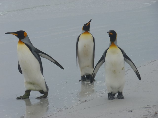 Koenigspinguine_3_Volunteer_Point_Falkland_©_Juergen_Stock_Auf_Kurs_Inselreisen