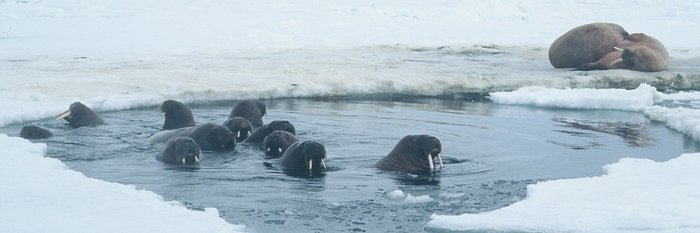 Walrusses_Franz_Josef_Land_©_Ko_de_Korte_Oceanwide_Expeditions