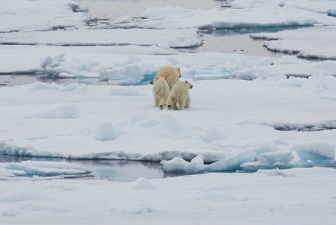 Polar_Bears_Spitsbergen_©_Markus_Eichenberger_Oceanwide_Expeditions