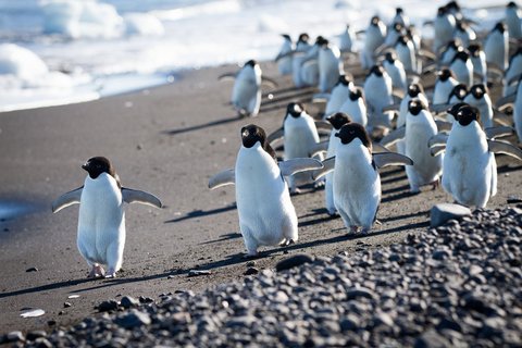 Adelie_Penguins_Antarctica_©_K_Ovsyanikova_Heritage_Expeditions