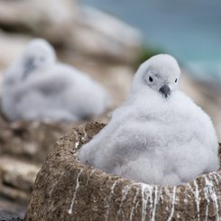 Albatros_Kueken_2_Falkland_Inseln_2017_©_Martin_Zwick_Naturfoto