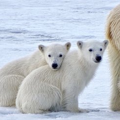 Polar_Bears_Spitsbergen_©_Nikki_Born_Oceanwide_Expeditions