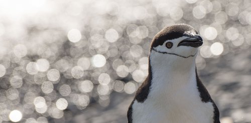 Antarctic_Chinstrap_Penguin_©_Tavish_Campbell_Poseidon_Expeditions