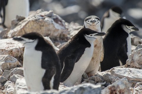 Antarctica_Chinstrap_penguin_©_Morten_Skovgaard_Oceanwide_Expeditions