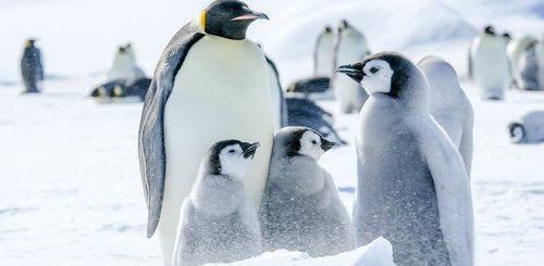 Emperor_penguins_chicks_Snow_Hill_Island_Antarctica_©_Ilja_Reijnen_Oceanwide_Expeditions
