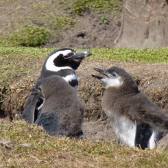 Magellanpinguine_Bleaker_Falkland_©_Juergen_Stock_Auf_Kurs_Inselreisen