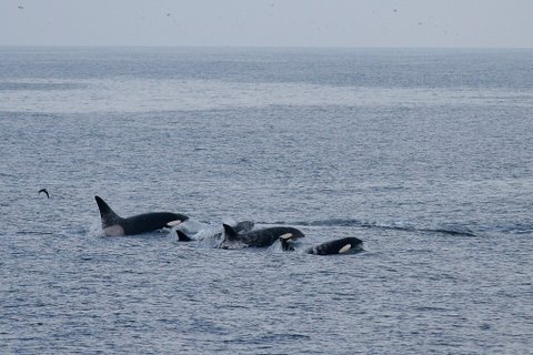 Orcas_Chukotka_Where_Russias_Day_Begins_©_M_Kelly_Heritage_Expeditions