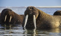 Norway_Svalbard_Sorgfjorden_Walruses__c__Albatros_Polar_Latitudes_Expeditions