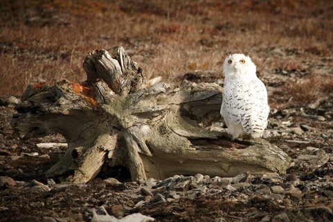  Snowy_Owl_Wrangel_Island_©_E_Bell_Heritage_Expeditions