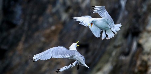 Black_legged_ Kittiwake_©_Albatros_Polar_Latitudes_Expeditions