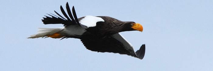 Russias_Ring_of_Fire_Stellers_Sea_Eagle_©_A_Riley_Heritage_Expeditions