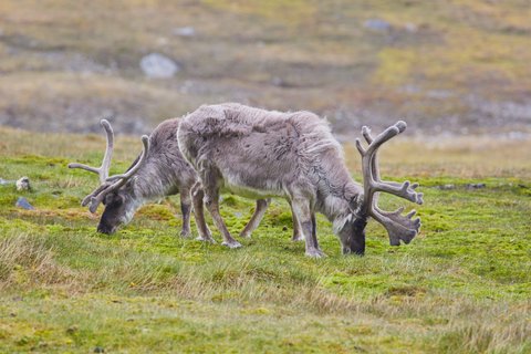 Reindeer_Spitsbergen_©_Markus_Eichenberger_Oceanwide_Expeditions