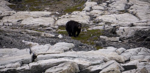 Torngat Mountains Base Camp Schwarzbär