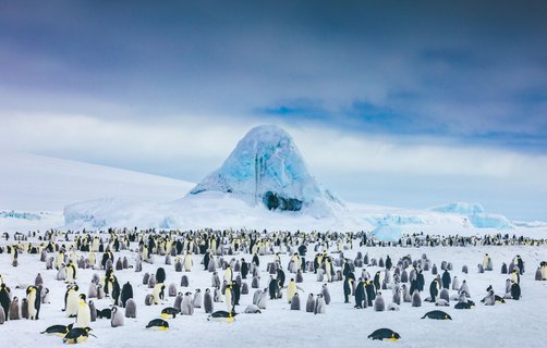 Emperor Penguins Snow Hill_©_David_Merron_Quark_Expeditions