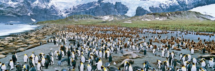 Koengspinguin_Kolonie_Suedliche_See_Elefanten_Sued-Georgien_©_Martin_Zwick_Naturfoto