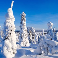 Schnee_Baeume_Finnland_Lappland_©_Martin_Zwick_Naturfotografie