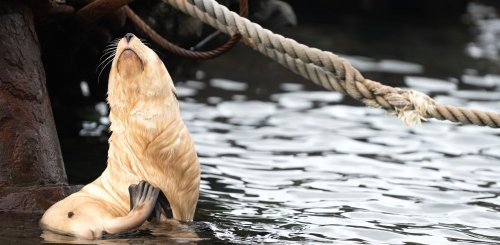 Grytviken__c__Albatros_Polar_Latitudes_Expeditions