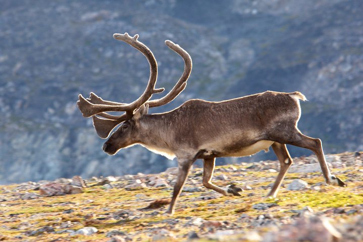 Torngat Mountains Base Camp Karibu