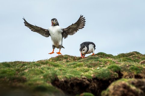 Puffins_©_Anthony_Smith_Poseidon_Expeditions