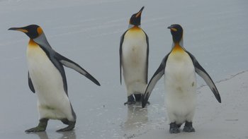 Koenigspinguine_3_Volunteer_Point_Falkland_©_Juergen_Stock_Auf_Kurs_Inselreisen