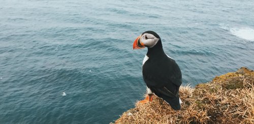 Puffin_Latrabjarg_Iceland__c__Aurora_Expeditions_Nicholas_Kampouris_Unsplash