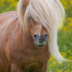 Pony_Shetland_Inseln_©_Martin_Zwick_Naturfotografie