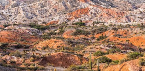 Los_Cardones__c__Martin_Zwick_Naturfoto