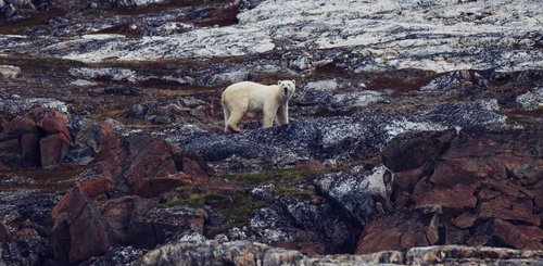 Torngat Mountains Base Camp Eisbär