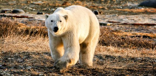 Greenland_Polar_Bear_On_Land__c__Albatros_Polar_Latitudes_Expeditions