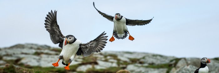 Puffins_© _Anthony_Smith_Poseidon_Expeditions