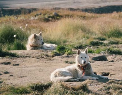 Dogs_Northwest_Greenland_Ocean_Explorer__c__Quark_Expeditions