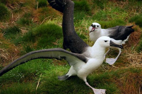Juvenile_Yellownose_Albatross_Atlantic_Odyssey_©_Alexey_German_Oceanwide_Expeditions
