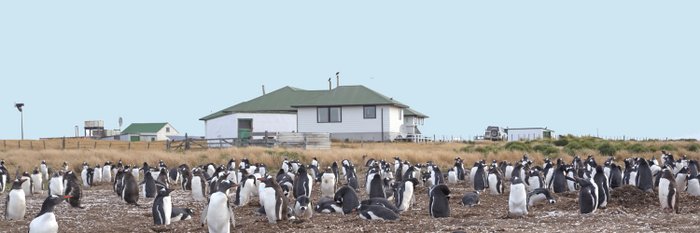 Eselspinguine_Sea_Lion_Lodge_Falkland_©_Sea_Lion_Lodge