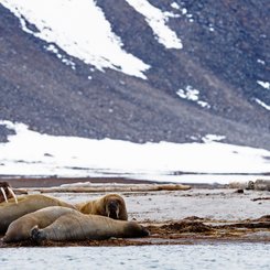 Arctic_Ocean_Atlantic_Svalbald_Walrus_©_Nicky_Souness_Quark_Expeditions