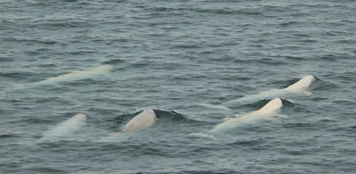 Beluga_Whales_Spitsbergen_©_Elke_Lindner_Oceanwide_Expeditions