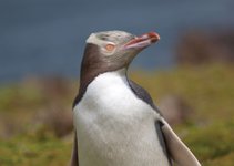 Yellow_Eyed_Penguins_Sub_Antarctic_Islands_©_Heritage_Expeditions