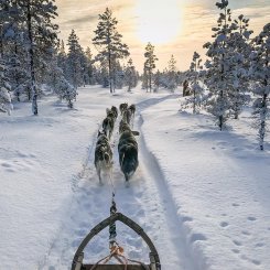 Hundeschlittenfahrt_Abenteuer_Lappland_©_Hapag_Lloyd_Cruises
