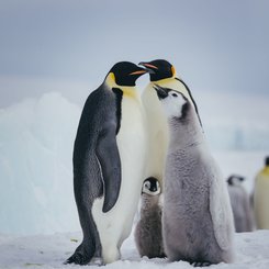 Emperor Penguins Snow Hill_©_David_Merron_Quark_Expeditions