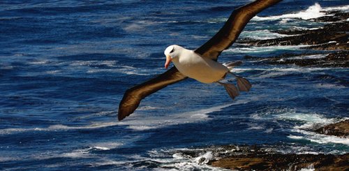 Blacked_Browed_Albatros_Dunbar_©_Falkland_Island_Holidays