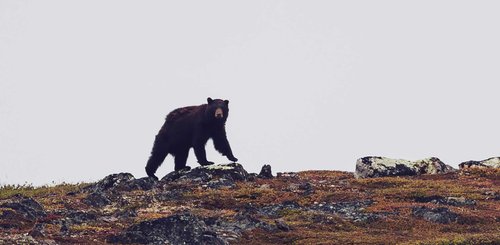 Torngat Mountains Base Camp Schwarzbär