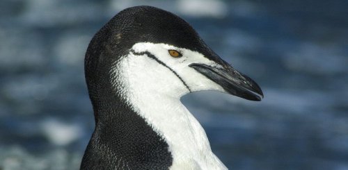 Antarctica_Chinstrap_Penguin__c__Albatros_Polar_Latitudes_Expeditions