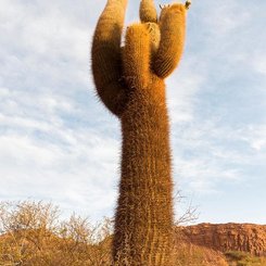 Los_Cardones__c__Martin_Zwick_Naturfoto