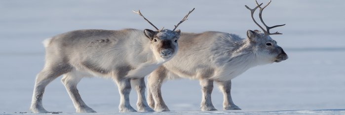Spitzbergen_©_Martin_Zwick_Naturfotografie