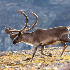 Torngat Mountains Base Camp Karibu